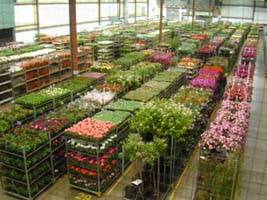 Racks of flowers and plants for sale at the UFGCA auction